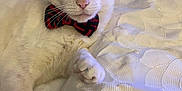 Laylon joined the competition — help win amazing prizes! cat, white_cat, bow_tie, pet, animal, feline, bed, blanket, indoor, portrait, cute, relaxed, fluffy, whiskers, ears, paw, sleepy, domestic_cat, mammal, resting