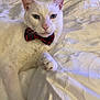 cat, white_cat, bow_tie, pet, animal, feline, bed, blanket, indoor, portrait, cute, relaxed, fluffy, whiskers, ears, paw, sleepy, domestic_cat, mammal, resting