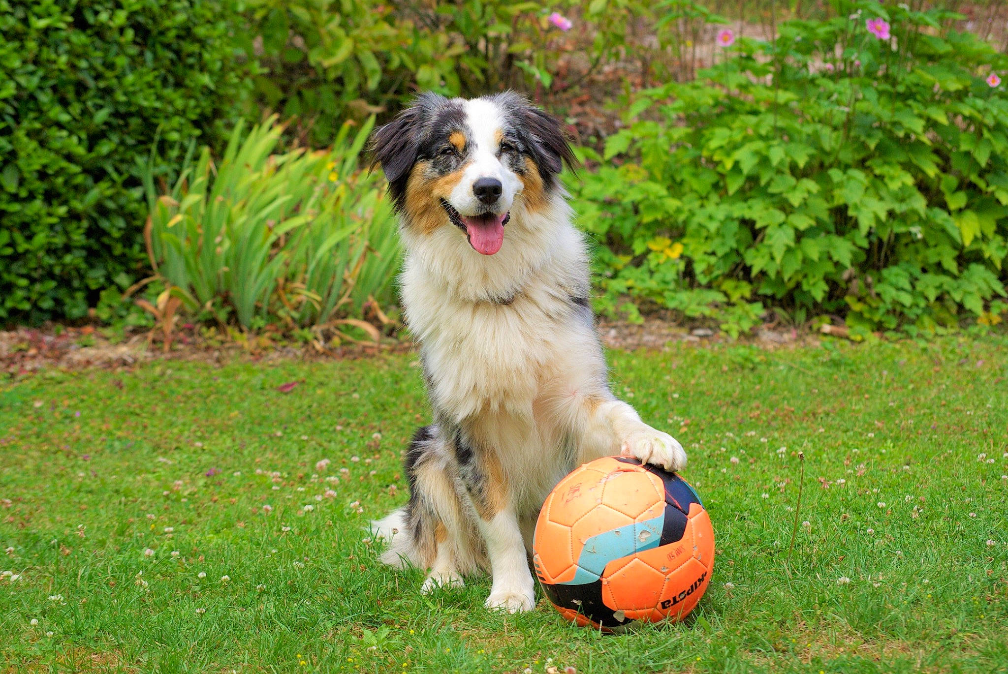 Lubie participe au concours pour gagner de l'argent avec cette photo : australian_collie, australian_shepherd, ball, bernese_mountain_dog, canidae, carnivore, companion_dog, dog, dog_breed, english_shepherd, grass, herding_dog, mammal, miniature_australian_shepherd, obedience_training, rare_breed_dog, sporting_group, vertebrate, welsh_sheepdog, working_dog