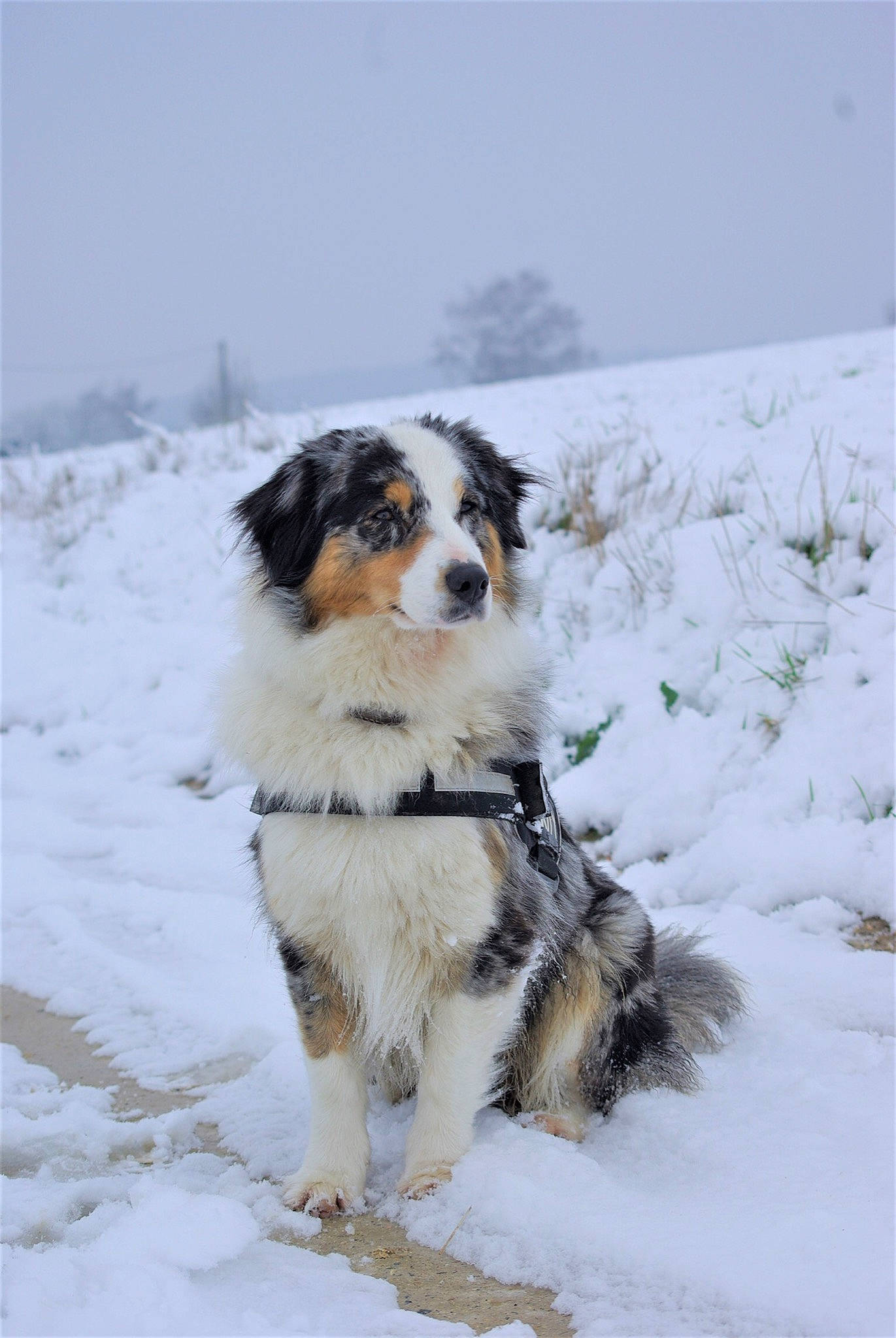 Lubie participe au concours pour gagner de l'argent avec cette photo : australian_shepherd, bernese_mountain_dog, canidae, carnivore, companion_dog, dog, dog_breed, freezing, fur, geological_phenomenon, glacial_landform, ice, iris, mammal, precipitation, snout, snow, sporting_group, winter, working_animal