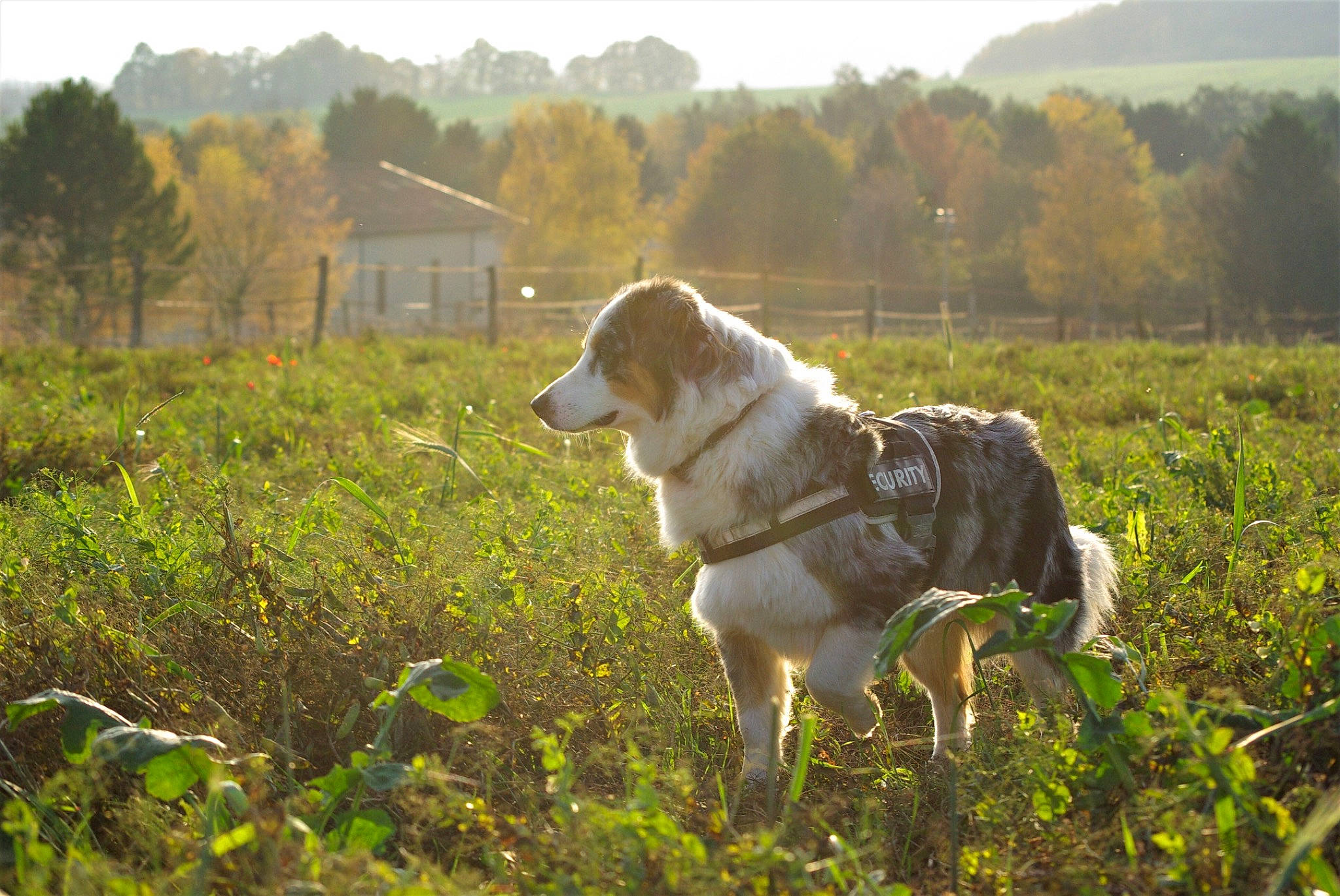 Lubie a rejoint le concours — aidez-le/la à gagner de superbes lots ! canidae, carnivore, dog, dog_breed, field, hunting_dog, mammal, meadow, pasture, rural_area, sporting_group