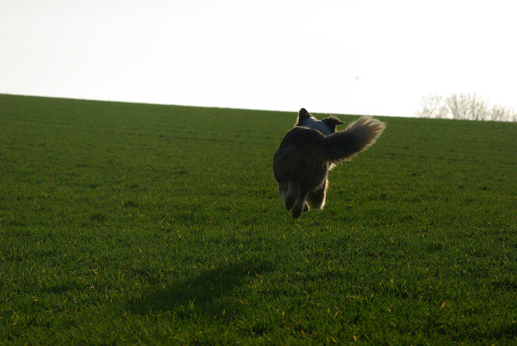 Lubie participe au concours pour gagner de l'argent avec cette photo : border_collie, canidae, ecoregion, farm, field, grass, grassland, grazing, green, lawn, meadow, natural_environment, pasture, plain, plant, sporting_group