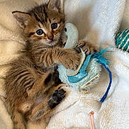 Aïko a rejoint le concours — aidez-le/la à gagner de superbes lots ! kitten, tabby, cat, toy, plush_toy, blanket, soft, cute, pet, animal, feline, young, paw, claws, indoor, sleepy, fur, whiskers, playful, resting