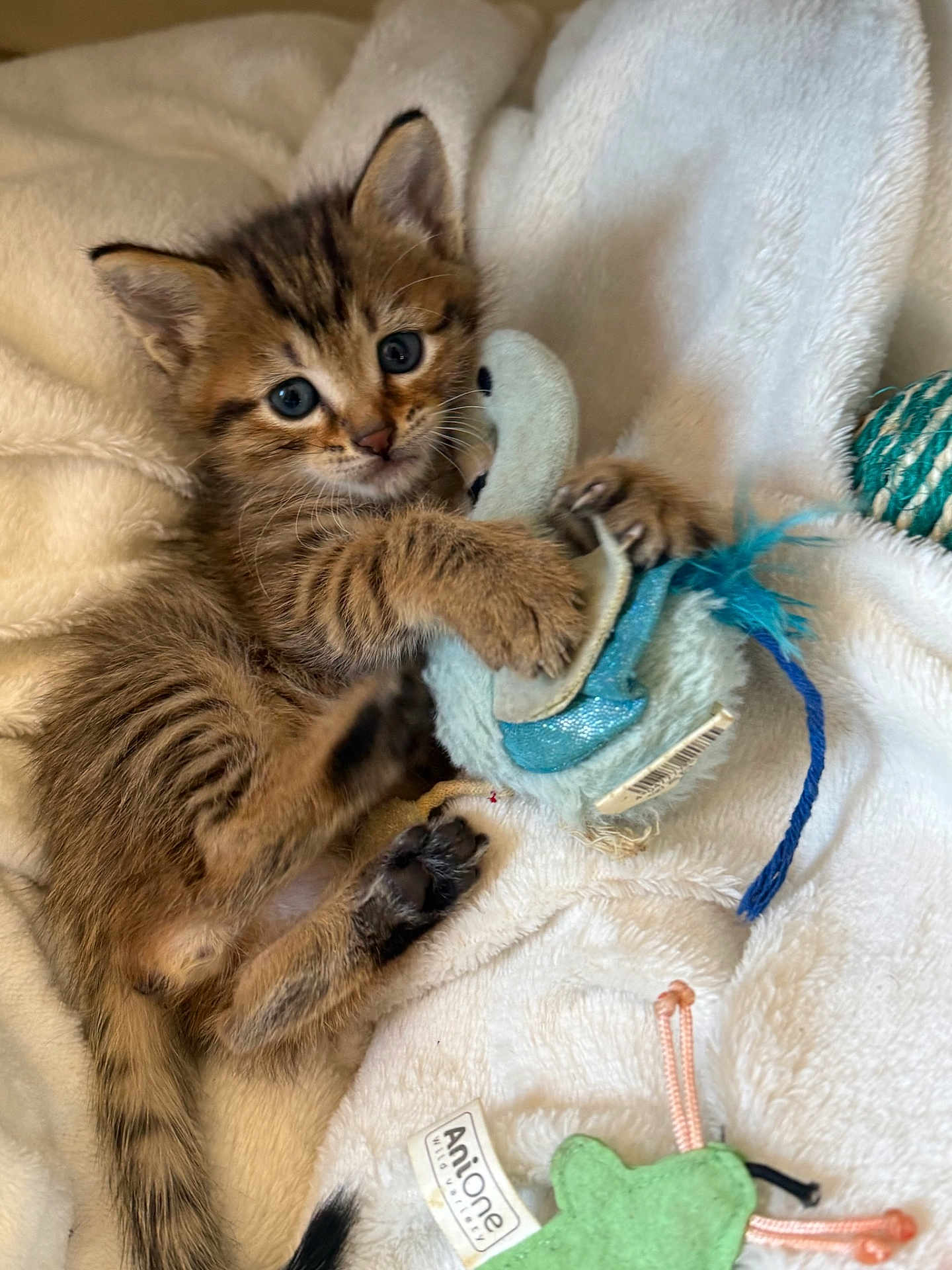 Aïko a rejoint le concours — aidez-le/la à gagner de superbes lots ! kitten, tabby, cat, toy, plush_toy, blanket, soft, cute, pet, animal, feline, young, paw, claws, indoor, sleepy, fur, whiskers, playful, resting