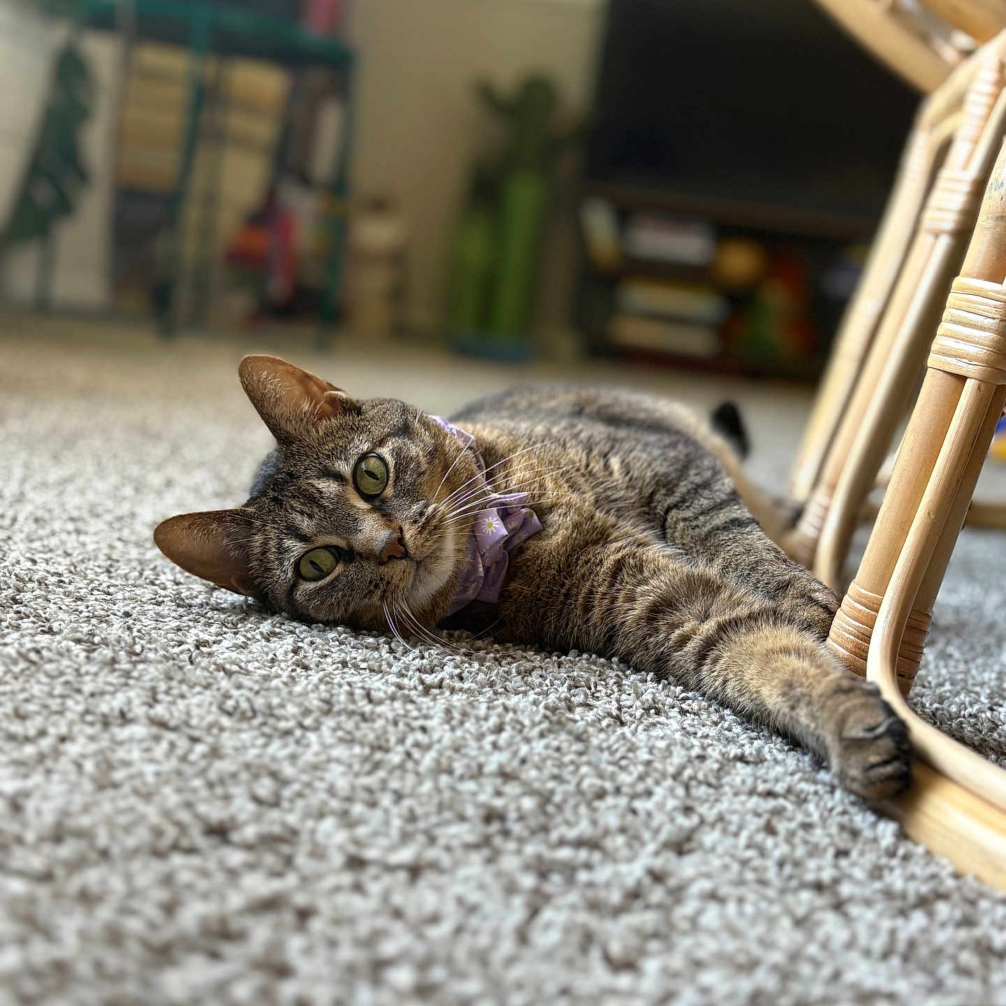 Oliver Renee is registered to the contest to win money with this photo: animal, carpet, cat, close_up, collar, cozy, curious, cute, domestic, furniture, green_eyes, home, indoor, lying_down, pet, relaxed, soft_light, tabby, whiskers, wicker_chair