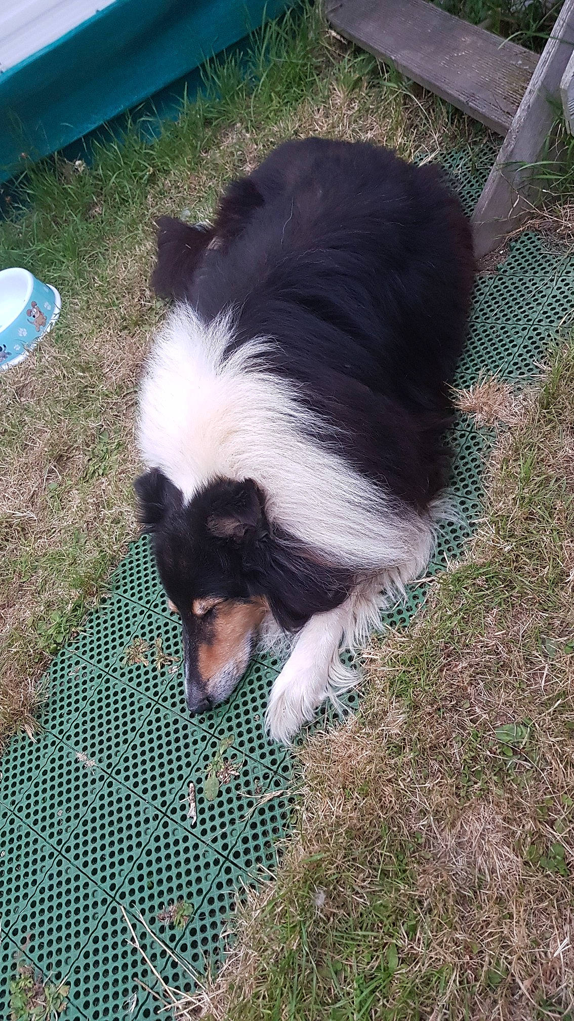 Farouck a rejoint le concours — aidez-le/la à gagner de superbes lots ! border_collie, canidae, carnivore, dog, dog_breed, herding_dog, mammal, sporting_group, tail, vertebrate