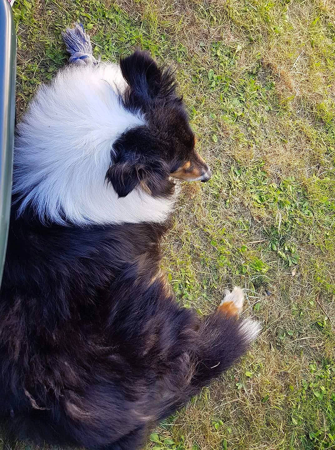 Farouck participe au concours pour gagner de l'argent avec cette photo : australian_shepherd, border_collie, canidae, carnivore, companion_dog, dog, dog_breed, english_shepherd, grass, herding_dog, miniature_australian_shepherd, tail