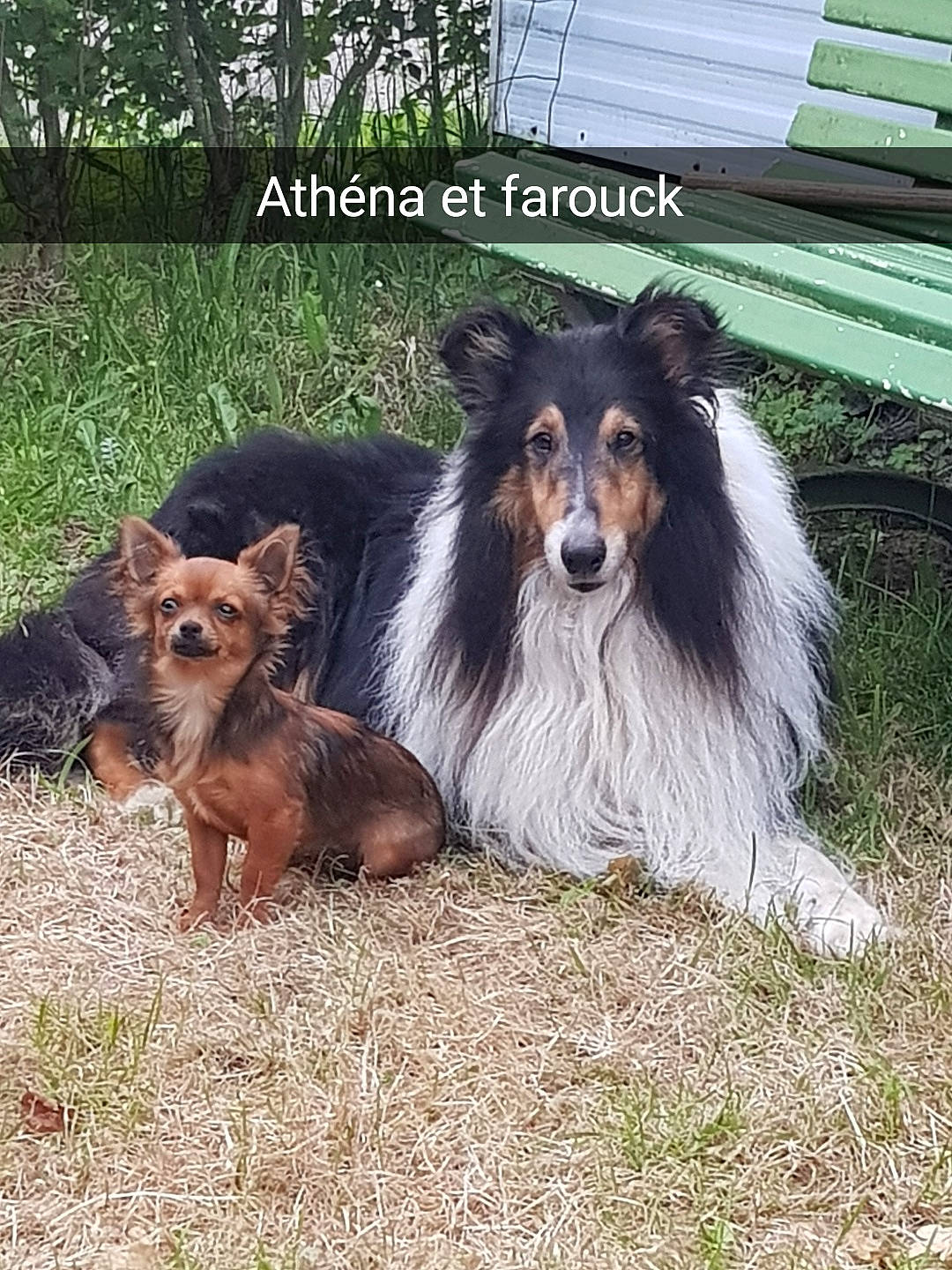 Farouck participe au concours pour gagner de l'argent avec cette photo : australian_collie, canidae, carnivore, collie, companion_dog, dog, dog_breed, grass, herding_dog, mammal, papillon, rare_breed_dog, rough_collie, scotch_collie, shetland_sheepdog, vertebrate, working_dog