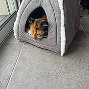 Gipsy a rejoint le concours — aidez-le/la à gagner de superbes lots ! cat, calico, pet_bed, gray, soft, tent, fluffy, indoor, sleeping, resting, tile_floor, window, door, cozy, animal, fur, cute, relaxing, household, home