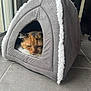 Gipsy a rejoint le concours — aidez-le/la à gagner de superbes lots ! cat, calico, pet_bed, gray, white_trim, cozy, indoor, floor, tile, window, resting, animal, cute, fur, sleepy, triangular_bed, soft, comfort, home, relaxed