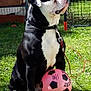 Gamin participe au concours pour gagner de l'argent avec cette photo : dog, black_and_white, soccer_ball, grass, outdoor, pet, collar, leash, play, animal, sport, garden, fence, toy, sitting, sunlight, canine, mammal, park, daytime