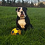Gamin a rejoint le concours — aidez-le/la à gagner de superbes lots ! dog, bulldog, black_and_white, grass, field, soccer_ball, outdoor, nature, tree, pet, animal, playful, collar, summer, daylight, canine, park, mammal, sitting, sport