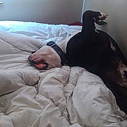 Gamin participe au concours pour gagner de l'argent avec cette photo : dog, bed, blanket, indoor, relaxed, paw, collar, white, black, fur, resting, cozy, curled_paw, sleeping_position, wall, curtains, fabric, comfort, animal, pet