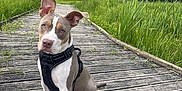 Okko a rejoint le concours — aidez-le/la à gagner de superbes lots ! alert, animal, boardwalk, canine, collar, cute, daylight, dog, ears, grass, greenery, leash, nature, outdoor, park, pet, sitting, trees, walkway, wood