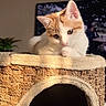 cat, kitten, orange_and_white, cat_house, woven_texture, cozy, sunlight, indoor, pet, animal, curious, feline, soft_fur, resting, close_up, quiet, warm_light, cute, domestic, comfortable