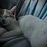 cat, sleeping, ginger, white, feline, pet, cozy, blanket, resting, fur, cute, closeup, indoors, relaxed, animal, soft, paws, whiskers, nap, comfortable