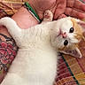kitten, cat, white_fur, orange_fur, paw, human_hand, bracelet, tattoo, bedspread, patterned_blanket, cute, pet, indoor, resting, curious, small_animal, feline, cozy, young_cat, domestic_cat
