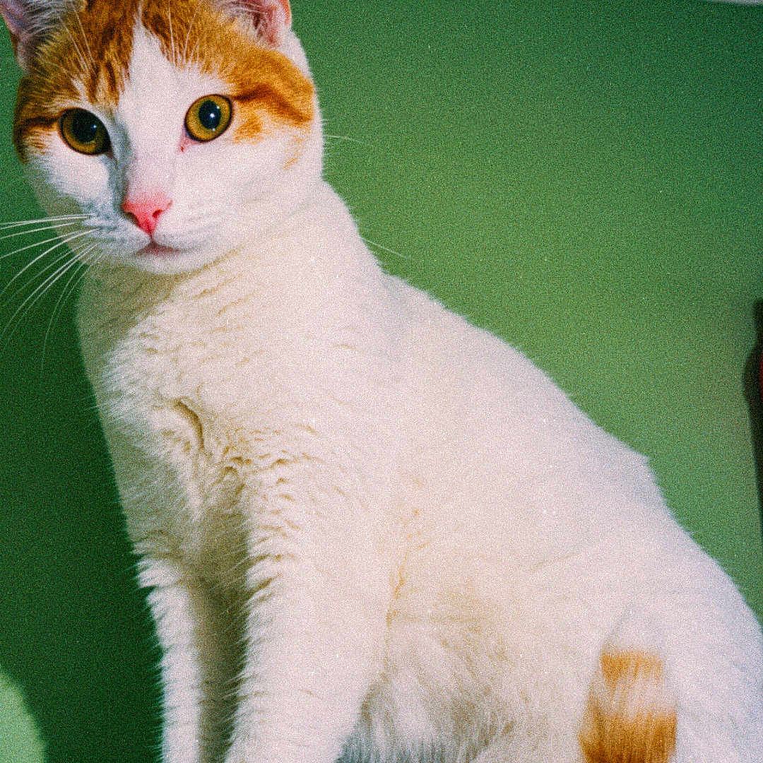Moumoune