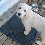 Vicky a rejoint le concours — aidez-le/la à gagner de superbes lots ! animal, canine, clothing, dog, doormat, eskimodog, footwear, goldenretriever, homedecor, hound, labradorretriever, mat, pet, puppy, rug, shoe, slate, whitedog, window, wood
