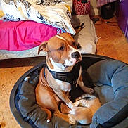 Chocolat participe au concours pour gagner de l'argent avec cette photo : dog, cat, pet_bed, indoor, blanket, bed, floor, brown_dog, small_cat, harness, red_bag, furniture, cozy, resting, animal, living_room, flooring, companion_animals, quiet, domestic