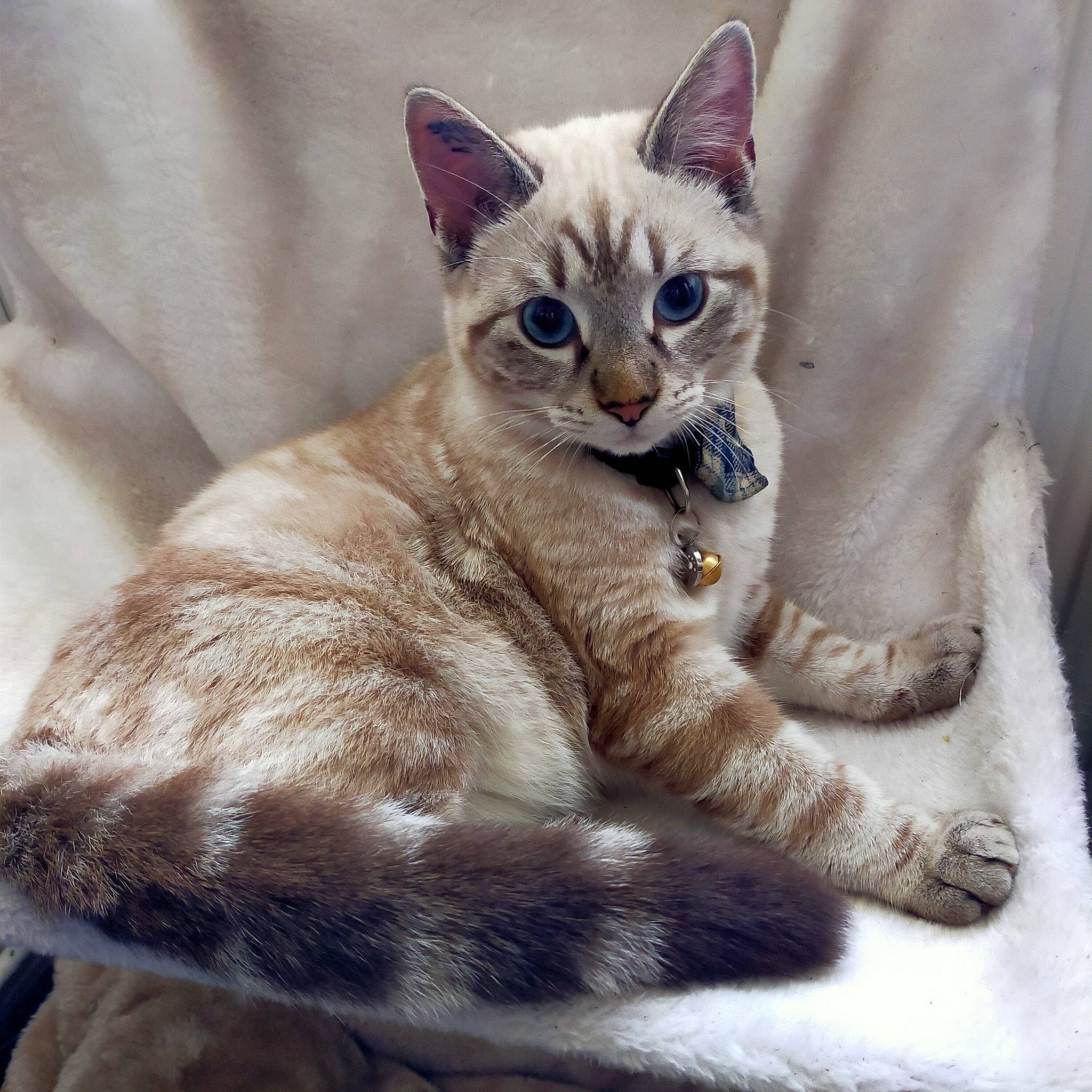 Kinaï participe au concours pour gagner de l'argent avec cette photo : arabian_mau, asian, australian_mist, balinese, burmilla, carnivore, cat, colorpoint_shorthair, domestic_short_haired_cat, felidae, german_rex, javanese, kitten, mammal, ojos_azules, singapura, small_to_medium_sized_cats, thai, vertebrate, whiskers