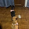 dog, two_dogs, brown_dog, black_dog, pink_bandana, sitting, floor, tiled_floor, wooden_door, curtains, indoor, waiting, pet, animal, rear_view, ears, collar, room, quiet, calm