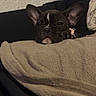 dog, french_bulldog, blanket, sofa, indoor, pet, resting, ears, face, black, brown, fur, cute, animal, canine, cozy, relaxed, home, comfort, expression