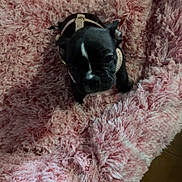 Alaska participe au concours pour gagner de l'argent avec cette photo : puppy, dog, black_dog, pet, bed, pink_bed, fluffy, cute, animal, indoor, small_dog, fur, looking_up, young_dog, canine, domestic_animal, comfort, resting, cozy, adorable