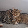 Les Deux Frères participe au concours pour gagner de l'argent avec cette photo : cats, cat, tabby, striped_fur, cuddling, sleeping, resting, pet, animals, feline, whiskers, ears, paws, tail, carpet, indoor, home, cozy, friendship, portrait