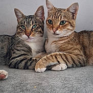 Les Deux Frères participe au concours pour gagner de l'argent avec cette photo : cats, two_cats, tabby, striped_fur, green_eyes, pets, animals, feline, sitting, lying_down, closeup, portrait, indoor, gray_surface, tile_floor, whiskers, ears, paws, companion_animals, cute