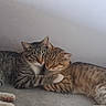 Les Deux Frères a rejoint le concours — aidez-le/la à gagner de superbes lots ! cat, cats, tabby, striped_fur, pet, animal, cuddling, sleeping, relaxed, indoor, home, couch, soft_surface, window_light, cozy, close_up, whiskers, ears, feline, companionship