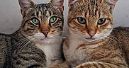 Les Deux Frères a rejoint le concours — aidez-le/la à gagner de superbes lots ! cats, two_cats, tabby, kitten, feline, pet, animal, portrait, close_up, sitting, lying_down, green_eyes, whiskers, striped_fur, orange_cat, gray_cat, indoor, floor, paws, looking_at_camera