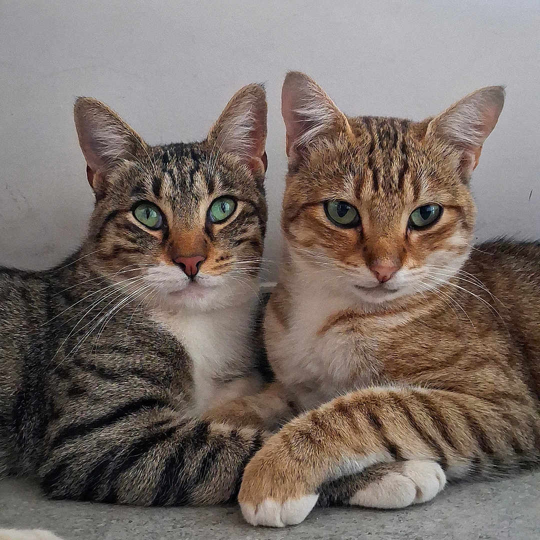 Les Deux Frères a rejoint le concours — aidez-le/la à gagner de superbes lots ! cats, two_cats, tabby, kitten, feline, pet, animal, portrait, close_up, sitting, lying_down, green_eyes, whiskers, striped_fur, orange_cat, gray_cat, indoor, floor, paws, looking_at_camera