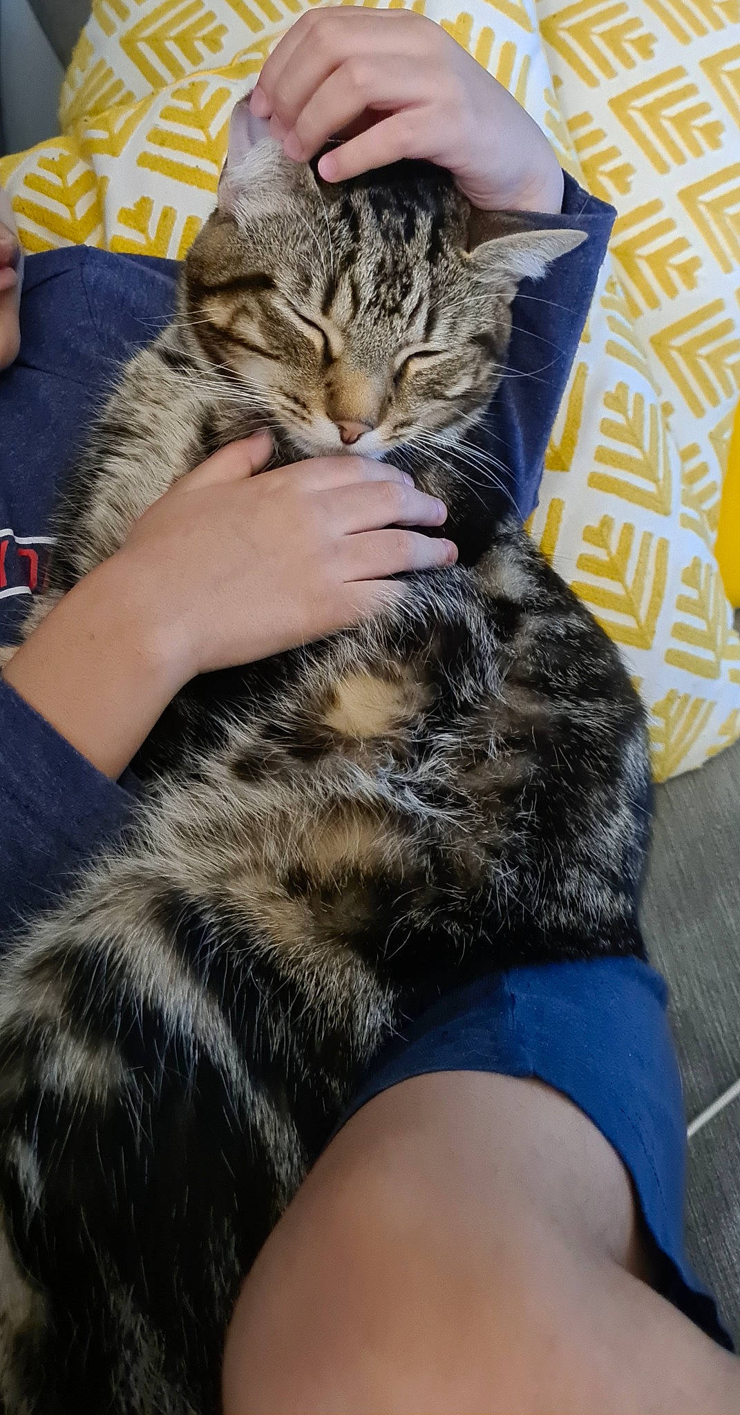 Thimmy participe au concours pour gagner de l'argent avec cette photo : carnivore, cat, claw, comfort, domestic_short_haired_cat, fawn, felidae, foot, fur, gesture, human_leg, lap, mammal, nail, paw, small_to_medium_sized_cats, snout, thigh, vertebrate, whiskers