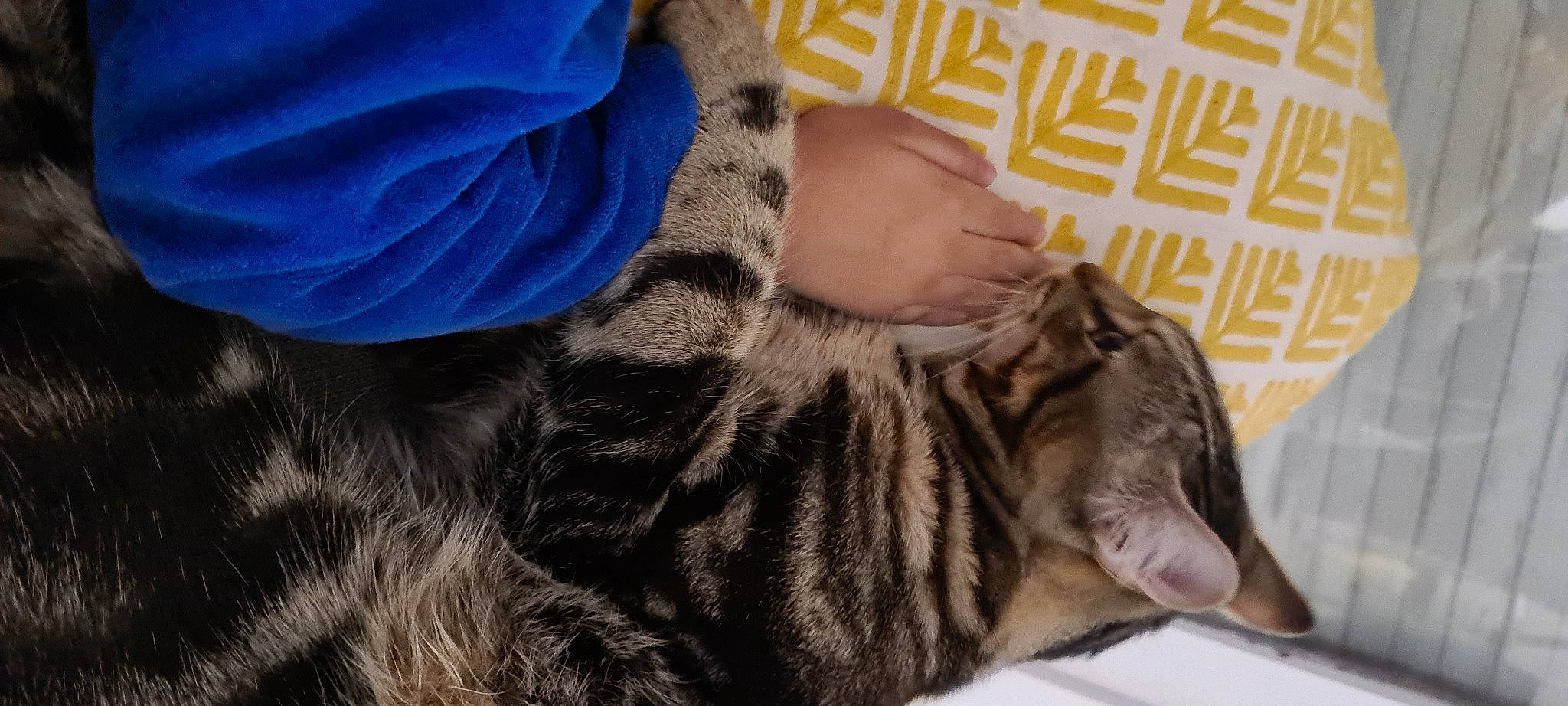 Thimmy a rejoint le concours — aidez-le/la à gagner de superbes lots ! carnivore, cat, comfort, domestic_short_haired_cat, electric_blue, fawn, felidae, fur, gesture, grass, grey, mammal, military_camouflage, nail, nap, pattern, paw, small_to_medium_sized_cats, snout, whiskers