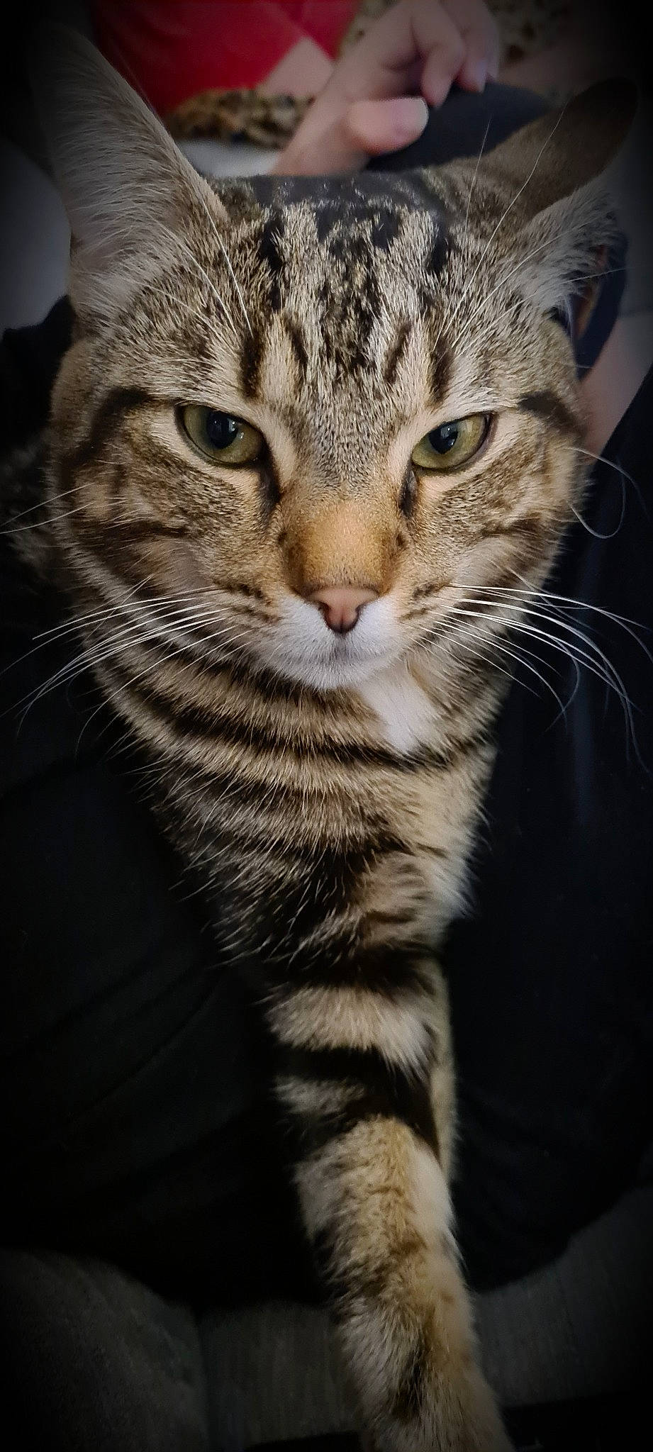 Thimmy a rejoint le concours — aidez-le/la à gagner de superbes lots ! carnivore, cat, close_up, domestic_short_haired_cat, eye, felidae, fur, photography, small_to_medium_sized_cats, snout, terrestrial_animal, whiskers, wildlife