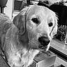 dog, golden_retriever, pet, indoor, living_room, furniture, plant, window, sofa, remote_control, table, box, floor, tile, curtains, air_conditioner, monochrome, portrait, canine, home