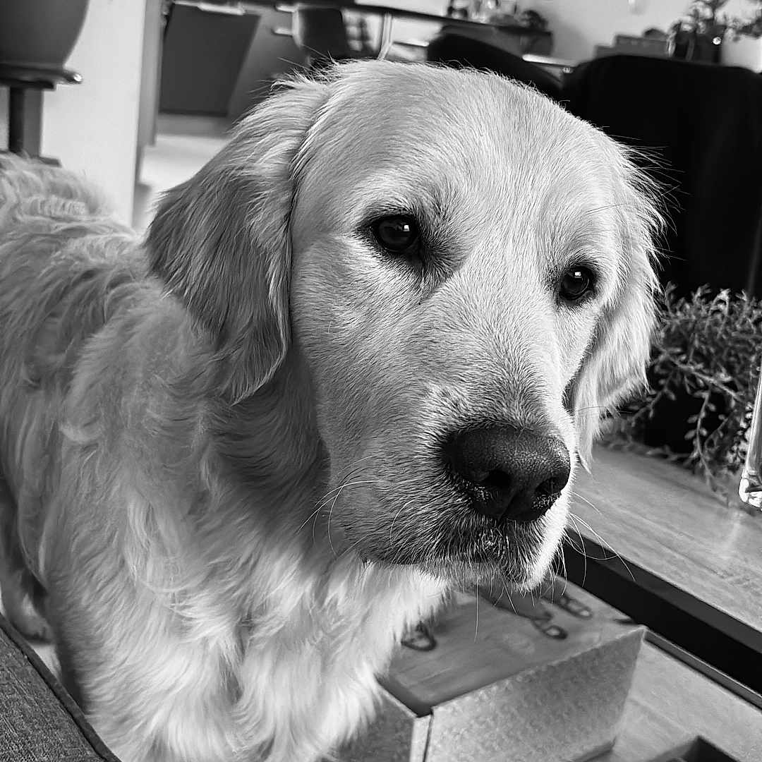 Uku a rejoint le concours — aidez-le/la à gagner de superbes lots ! dog, golden_retriever, pet, indoor, living_room, furniture, plant, window, sofa, remote_control, table, box, floor, tile, curtains, air_conditioner, monochrome, portrait, canine, home
