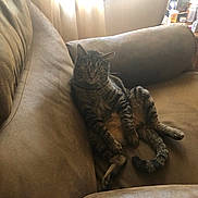 Ray joined the competition — help win amazing prizes! cat, tabby_cat, sitting, couch, leather, indoor, pet, furniture, window, curtains, relaxed, animal, mammal, whiskers, tail, paws, brown, light, household, domestic