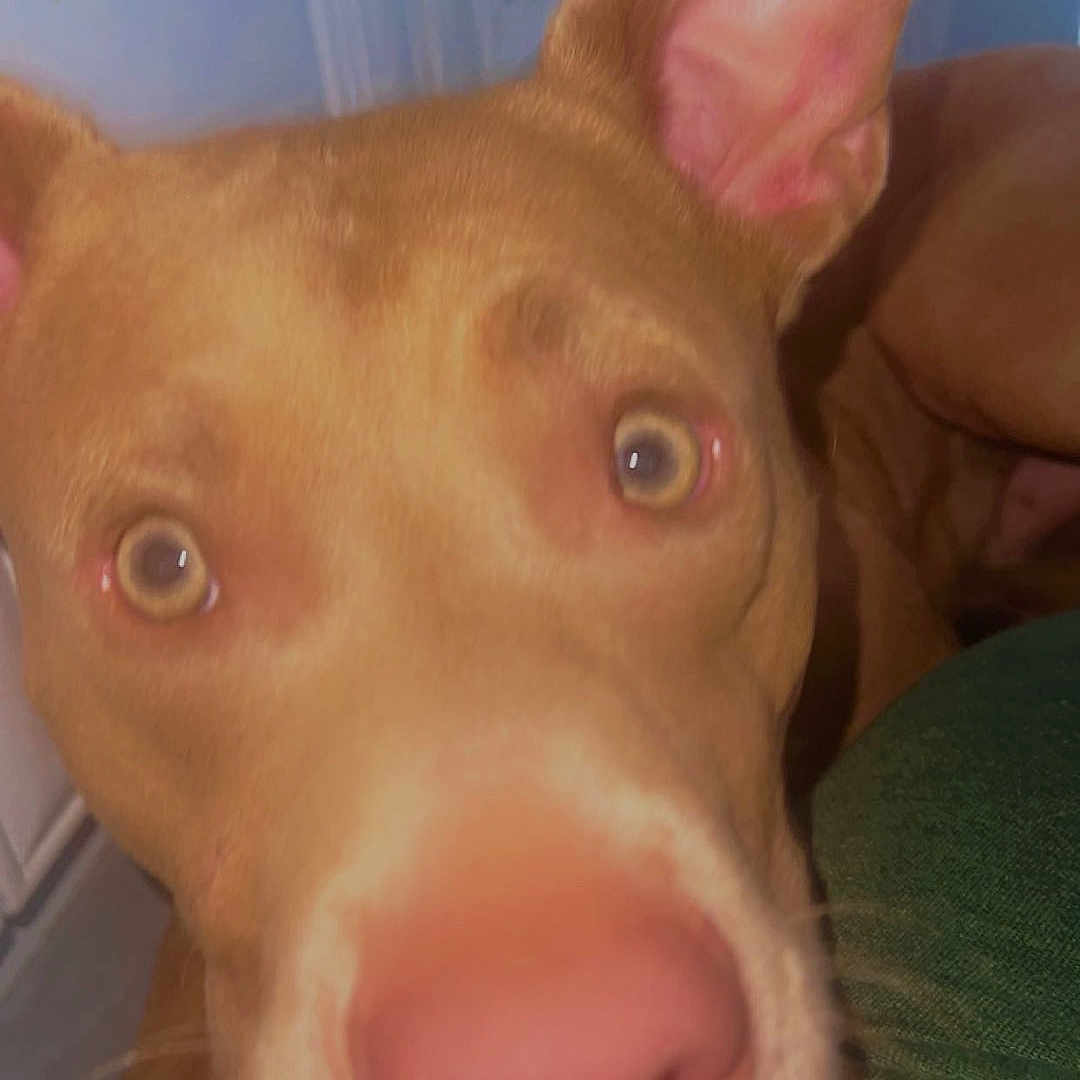 King is registered to the contest to win money with this photo: animal, bodypart, bulldog, canine, cushion, dog, ear, frenchbulldog, homedecor, hound, husky, indoors, labradorretriever, pet, pitbull, pointer, puppy, purple, snout, whitedog