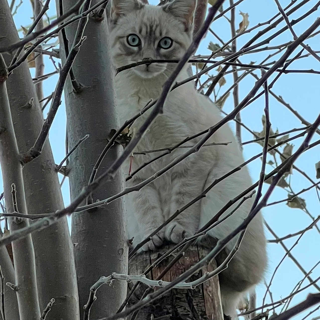 Whiskey is registered to the contest to win money with this photo: abyssinian, angora, animal, birch, bird, cat, egyptiancat, ice, kitten, manx, nature, outdoors, pet, plant, siamese, sky, tree, treetrunk, vegetation, wood