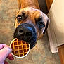 Otie is registered to the contest to win money with this photo: dog, close_up, brown_dog, puppy, snack, waffle, hand, indoor, kitchen, floor, curious, pet, animal, nose, mouth, food, bite, person, home, furry