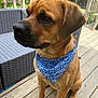 Otie joined the competition — help win amazing prizes! dog, bandana, blue, brown, outdoor, deck, wood, wicker_sofa, pet, canine, sitting, fur, paw, ears, collar_area, side_view, daylight, garden, fence, quiet