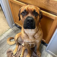 Otie joined the competition — help win amazing prizes! dog, brown_dog, pet, animal, canine, indoor, towel, wooden_cabinet, flooring, brown_fur, sitting, looking_up, ears, tail, paws, snout, expression, household, close_up, companion