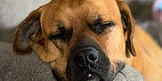 Otie is registered to the contest to win money with this photo: dog, sleeping, couch, armrest, brown_dog, pet, relaxed, cozy, indoor, canine, resting, closeup, furry, domestic_animal, napping, comfort, home, animal, snout, ears
