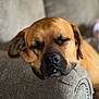 dog, sleeping, couch, armrest, brown_dog, pet, relaxed, cozy, indoor, canine, resting, closeup, furry, domestic_animal, napping, comfort, home, animal, snout, ears