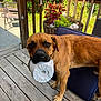 dog, brown_dog, wooden_deck, plastic_container, outdoor, plant_pot, greenery, wooden_railing, blue_cushion, sunlight, pet, animal, canine, nature, daylight, fence, backyard, curious, standing, domestic_animal