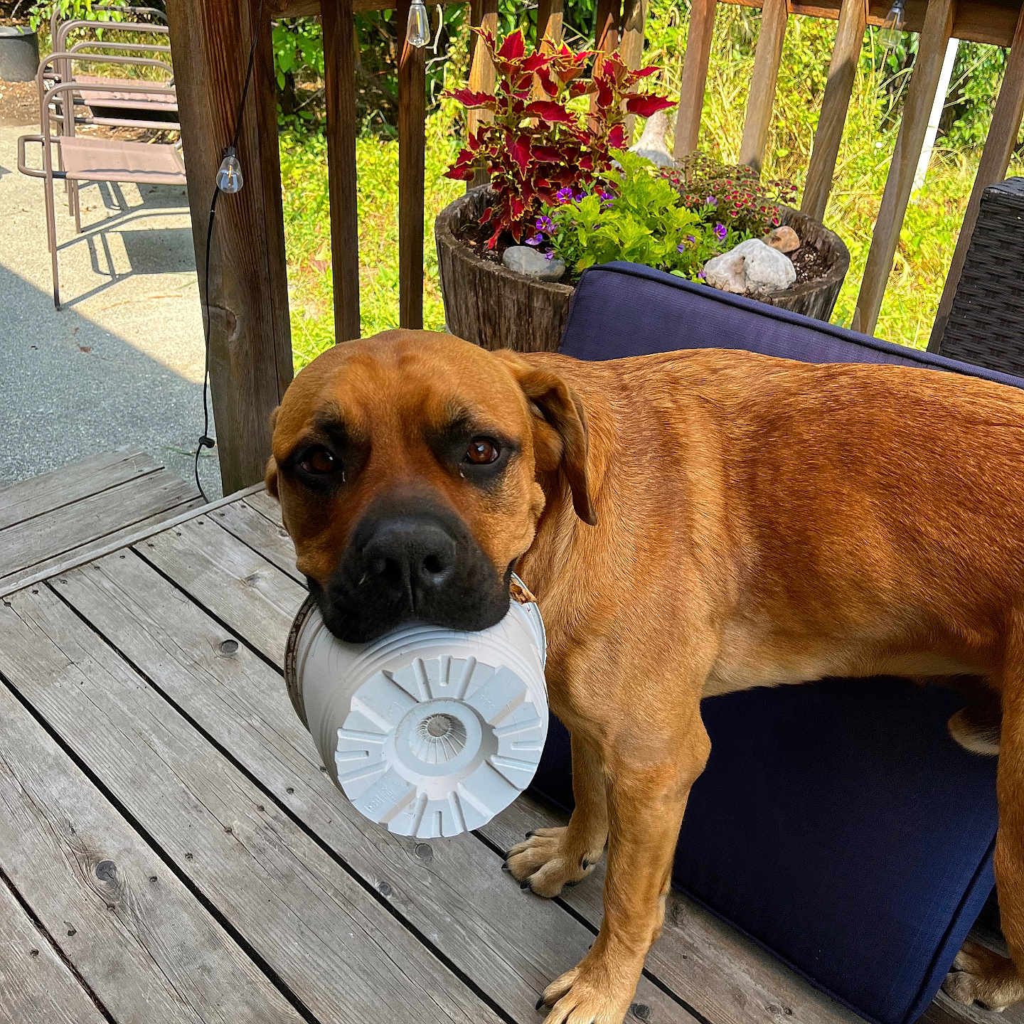 Otie is registered to the contest to win money with this photo: animal, backyard, blue_cushion, brown_dog, canine, curious, daylight, dog, domestic_animal, fence, greenery, nature, outdoor, pet, plant_pot, plastic_container, standing, sunlight, wooden_deck, wooden_railing