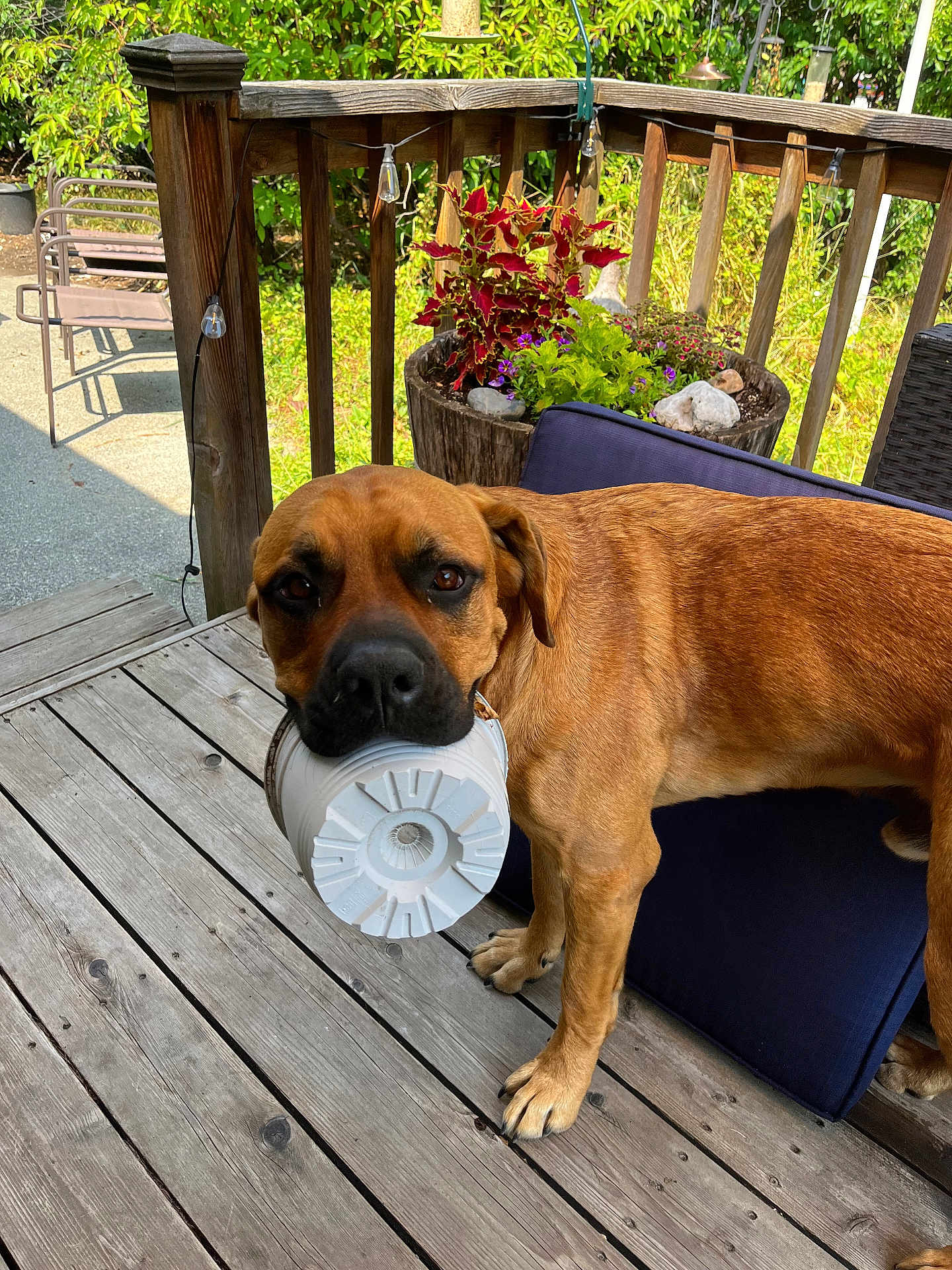Otie is registered to the contest to win money with this photo: dog, brown_dog, wooden_deck, plastic_container, outdoor, plant_pot, greenery, wooden_railing, blue_cushion, sunlight, pet, animal, canine, nature, daylight, fence, backyard, curious, standing, domestic_animal