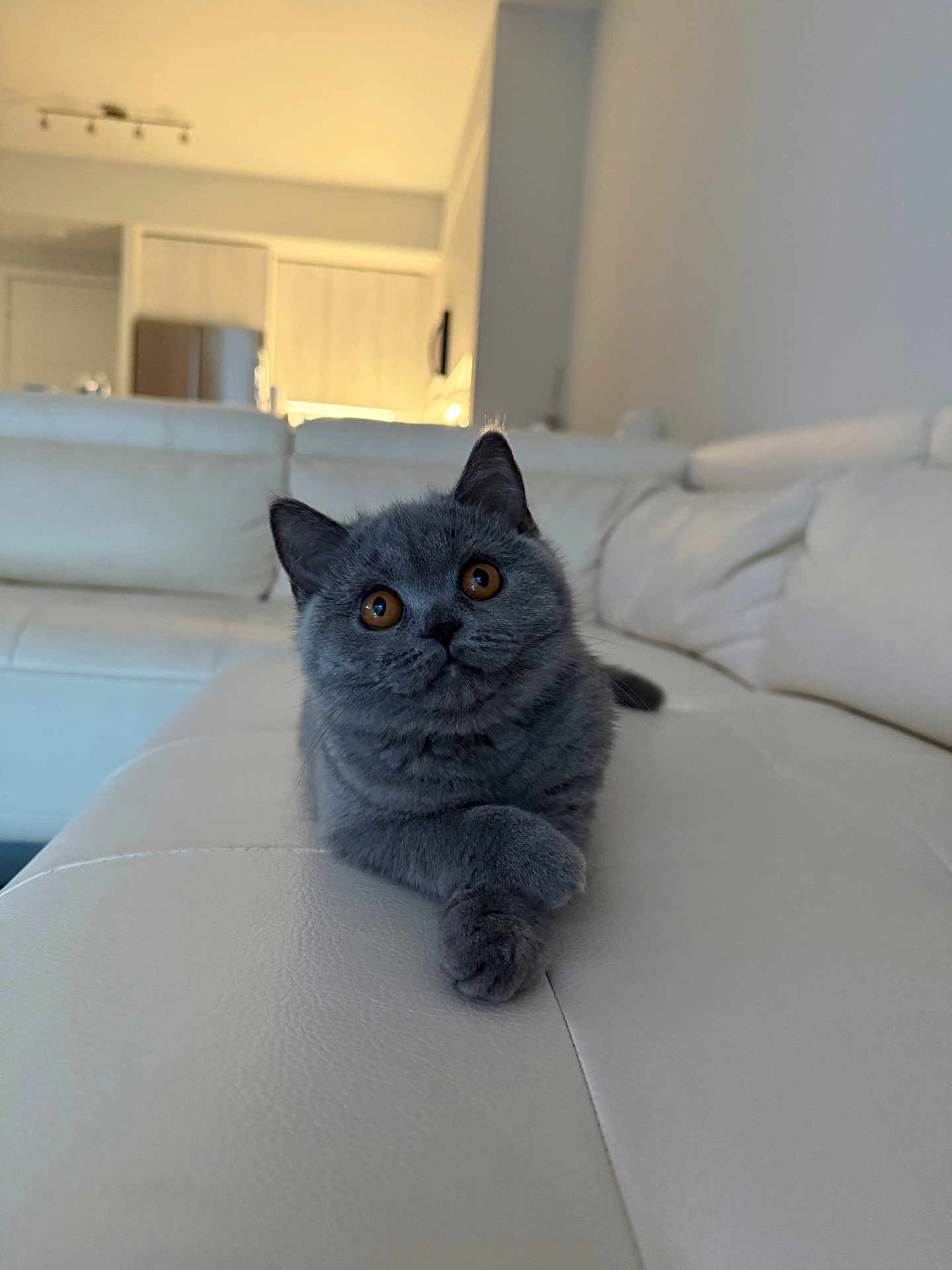 Terra is registered to the contest to win money with this photo: amber_eyes, animal, cat, couch, curious, cute, domestic_cat, fluffy, furniture, gray_cat, home, indoor, leather, living_room, mammal, paws, pet, relaxed, whiskers, white_couch